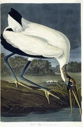 Wood Ibis