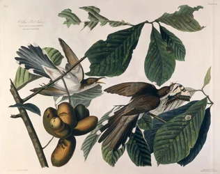 Yellow-billed Cuckoo, from 
