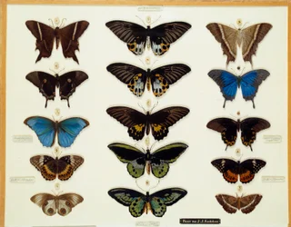Zoology: Plate of Butterflies (Painted on Glass)