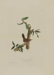 Bewick