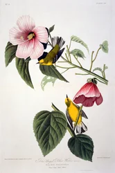 Blue Winged Yellow Warbler, from Birds of America, engraved by Robert Havell