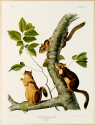 Douglas Squirrel, from the folio The Viviparous Quadrupeds of North America, published in 1845