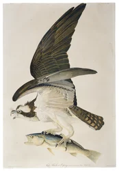 Fish Hawk or Osprey, lithograph by Julius Bien, 1860