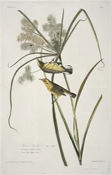 Prairie Warbler, from Birds of America, engraved by Robert Havell