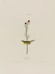 Selbys Fly Catcher, from Birds of America, engraved by Robert Havell