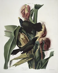 The Purple Grackle, from Birds of America, engraved by Robert Havell