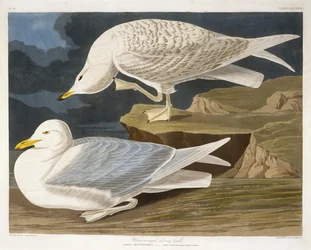 White-Winged Silvery Gull, engraved by Robert Havell, Jr., 1835
