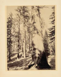 Big Trees, Mariposa, California