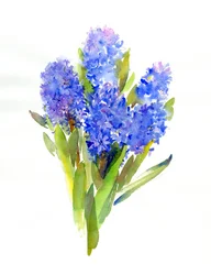 Blue Hyacinth, 2014
