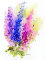 Delphinium, 2016
