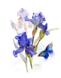 Iris with blue butterfly, 2016