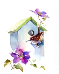 Wren with birdhouse and clematis, 2016