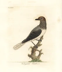 Bearded Bellbird, Procnias Averano (Variegated Chatterer, Ampelis Variegata)