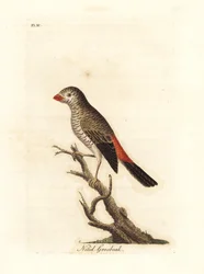 Beautiful firetail, Stagonopleura bella (Nitid grosbeak, Loxia nitida). Drawn and engraved by John Latham for his own A General History of Birds, Winchester