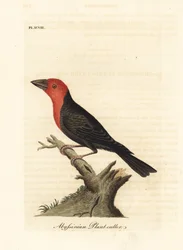 Black-billed barbet, Lybius guifsobalito (Abyssinian plant-cutter, Loxia tridactyla). Hand-coloured copperplate drawn and engraved by John Latham from his own A General History of Birds, Winchester
