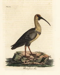 Black-faced ibis, Theristicus melanopis. Handcoloured copperplate drawn and engraved by John Latham from his own A General History of Birds, Winchester