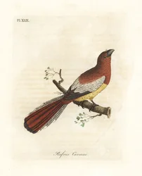 Black-throated trogon, Trogon rufus, female. Copied from Martinet
