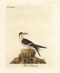 Black skimmer, Rynchops niger (Rhynchops nigra). Handcoloured copperplate drawn and engraved by John Latham from his own A General History of Birds, Winchester