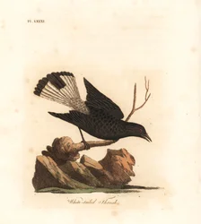 Black wheatear, Oenanthe leucura (White tailed thrush, Turdus leucurus). Handcoloured copperplate drawn and engraved by John Latham from his own A General History of Birds, Winchester
