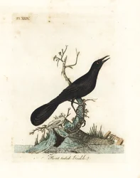 Boat-tailed grackle, Quiscalus major (Boat-tailed grackle, Gracula barita). Handcoloured copperplate drawn and engraved by John Latham from his own A General History of Birds, Winchester
