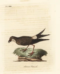 Collared Pratincole. Handcoloured Copperplate by John Latham from A General History of Birds, Winchester