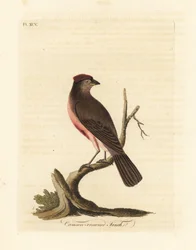 Common Redpoll, Carduelis flammea (Crimson-crowned Finch, Fringilla flammea). Handcoloured Copperplate Drawn and Engraved by John Latham from His Own A General History of Birds, Winchester