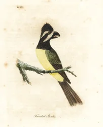 Crested Shrikepetit. Handcoloured Copperplate by John Latham from A General History of Birds, Winchester