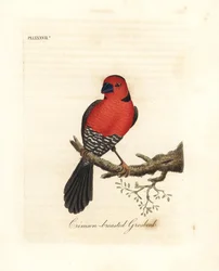 Crimson-breasted Grosbeak