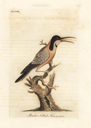 Eastern Spinebill. Handcoloured Copperplate by John Latham from A General History of Birds, Winchester