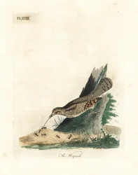 Eurasian Wryneck. Handcoloured Copperplate by John Latham from A General History of Birds, Winchester