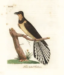 Fan-tailed cuckoo, Cacomantis flabelliformis (Fan-tailed cuckoo, Cuculus flabelliformis). Handcoloured copperplate drawn and engraved by John Latham from his own A General History of Birds, Winchester