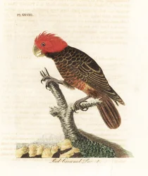 Gang-gang cockatoo, Callocephalon fimbriatum (Red-crowned parrot, Psittacus galeatus). Hand-coloured copperplate drawn and engraved by John Latham from his own A General History of Birds, Winchester