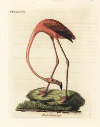 Greater Flamingo, Phoenicopterus Roseus, or American Flamingo, Phoenicopterus Ruber (Red Flamingo, Phaenicopterus Ruber)