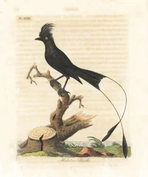 Greater Racket-tailed Drongo, Dicrurus Paradiseus (Malabar Shrike, Lanius Malabaricus)