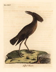 Hamerkop, Scopus umbretta. Handcoloured Copperplate Drawn and Engraved by John Latham from His Own A General History of Birds, Winchester
