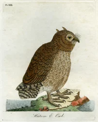 Hutum Owl, 1821