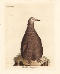 King Penguin, Aptenodytes Patagonicus, Juvenile (Woolly Penguin)