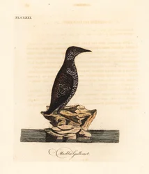 Marbled murrelet, Brachyramphus marmoratus. Endangered. Handcoloured copperplate drawn and engraved by John Latham from his own A General History of Birds, Winchester