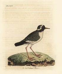 New Zealand plover, Charadrius obscure (Charadrius novae Zealandiae). Endangered. Handcoloured copperplate drawn and engraved by John Latham from his own A General History of Birds, Winchester