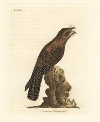Northern Potoo, Nyctibius jamaicensis. Handcoloured Copperplate Drawn and Engraved by John Latham from His Own A General History of Birds, Winchester