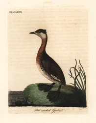 Red-necked Grebe, Podiceps grisegena (Podiceps rubricollis). Handcoloured Copperplate Drawn and Engraved by John Latham from His Own A General History of Birds, Winchester