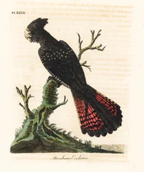 Red-tailed black cockatoo, Calyptorhynchus banksii (Banksian cockatoo, Psittacus banksii). Handcoloured copperplate drawn and engraved by John Latham from his own A General History of Birds, Winchester