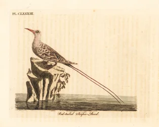 Red-tailed tropic bird, Phaethon rubricauda. Handcoloured copperplate drawn and engraved by John Latham from his own A General History of Birds, Winchester