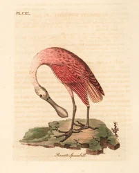 Roseate Spoonbill. Handcoloured Copperplate by John Latham from A General History of Birds, Winchester