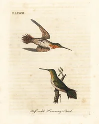 Rufous hummingbird, Selasphorus rufus (Ruff-necked hummingbird, Trochilus collaris). Male and female