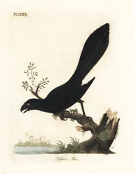 Smooth-billed ani or lesser ani, Crotophaga ani. Handcoloured copperplate drawn and engraved by John Latham from his own A General History of Birds, Winchester