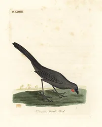 South Island, New Zealand kokako, Callaeas cinerea cinerea, declared extinct in 2007 (Cinereous wattle bird, Calloeas cinerea)