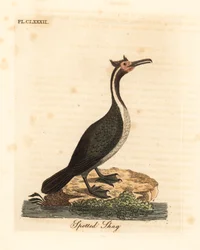 Spotted Shag or Parekareka, Phalacrocorax punctatus (Pelecanus punctatus). Handcoloured copperplate drawn and engraved by John Latham from his own A General History of Birds, Winchester