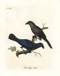 Striated Starling. Handcoloured Copperplate by John Latham from A General History of Birds, Winchester