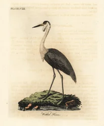 Wattled skull, Bugeranus carunculatus. Vulnerable. (Wattled heron, Ardea carunculata.) Handcoloured copperplate drawn and engraved by John Latham from his own A General History of Birds, Winchester